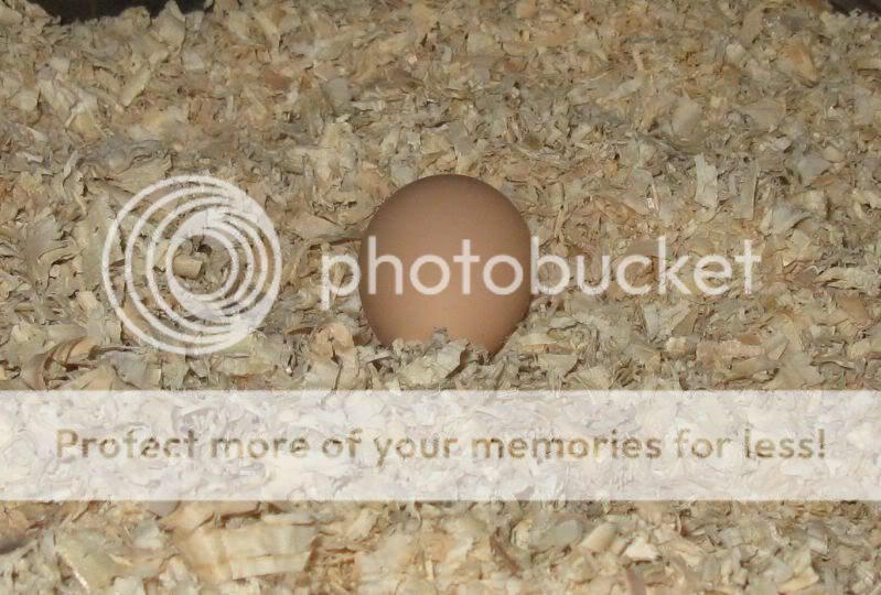 3rdegg.jpg