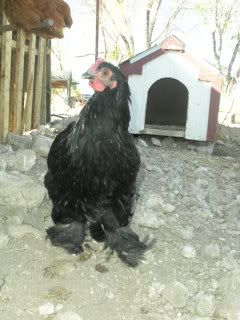 lovinchickin017.jpg