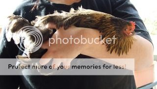 Chookies027.jpg
