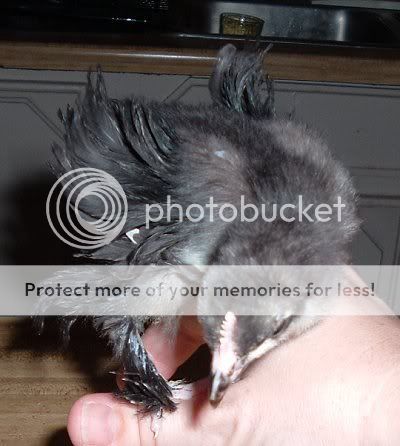 Frizzle01.jpg