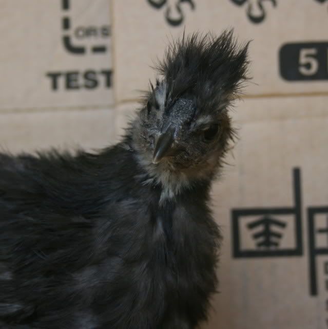chick4comb.jpg