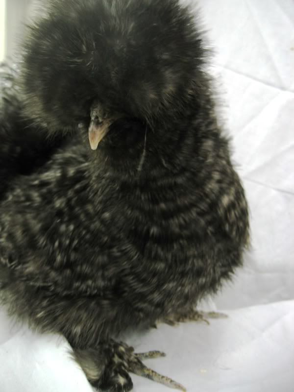 chicksfeb2010034.jpg