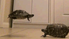 tumblr_lta733YQaC1qzrlhgo7_250.gif
