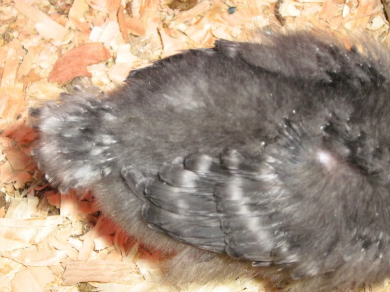 Chicks080.jpg