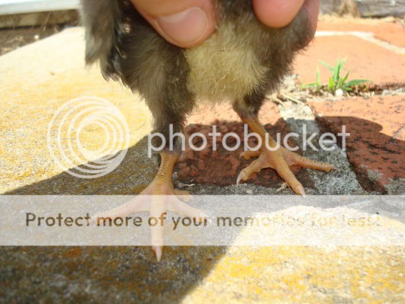 dchick54.jpg