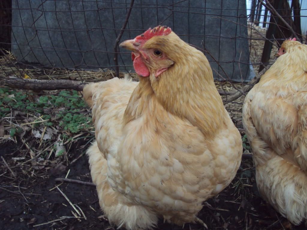 ChickPicks186.jpg