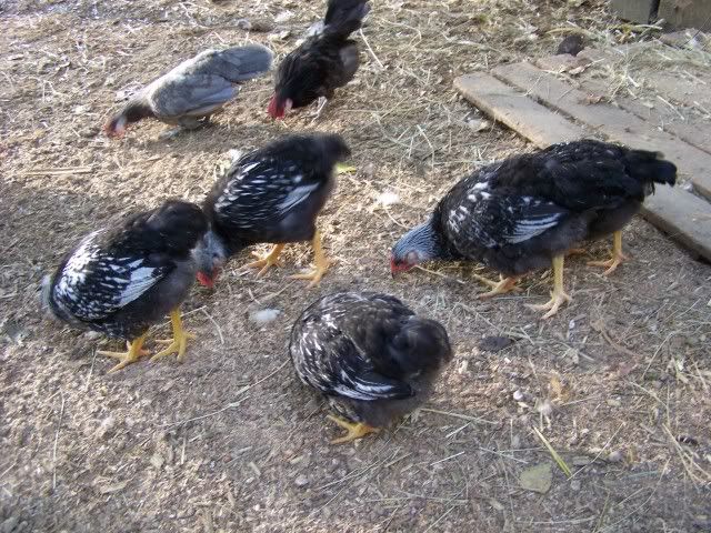 100_2392.jpg
