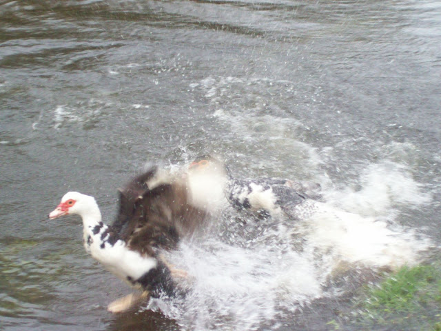 100_4795.JPG
