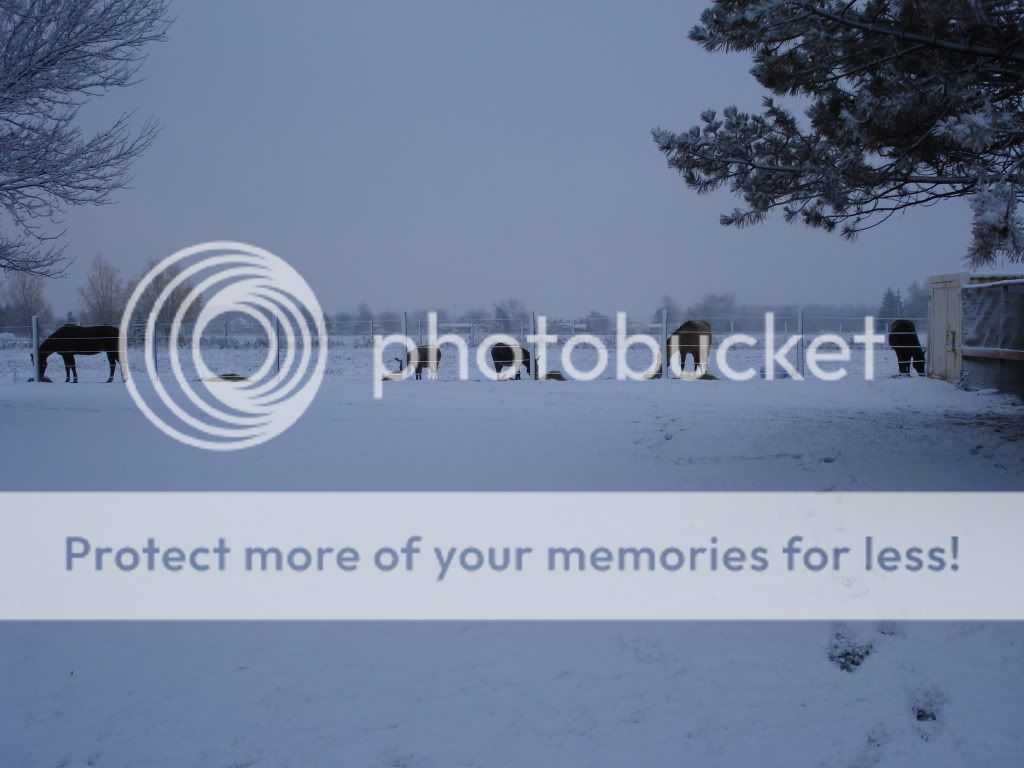 firstsnow11-07.jpg