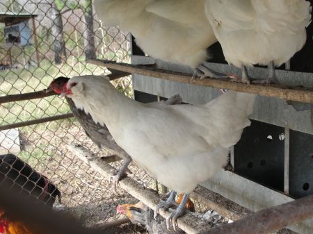 1209ameraucana4.jpg