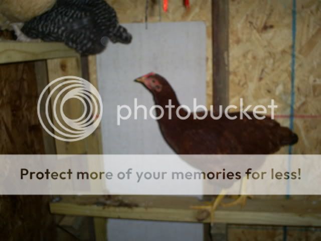 camera005.jpg