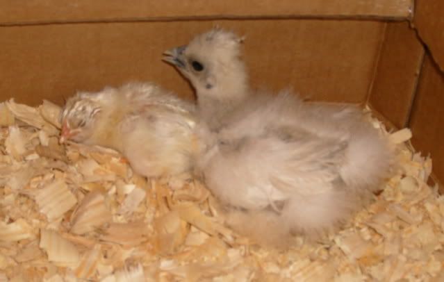pipandhatchFeggs056.jpg