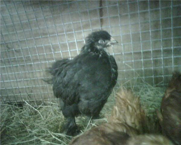 chickens4.jpg