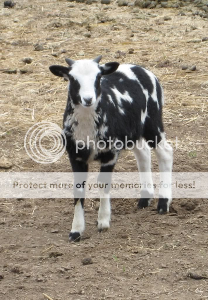 1spottedlamb.jpg