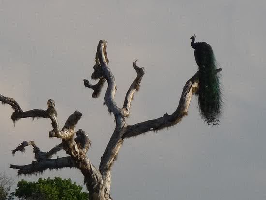 peacock-in-a-tree-zoom.jpg