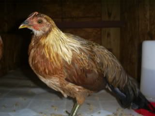 chicksandcoopo071.jpg