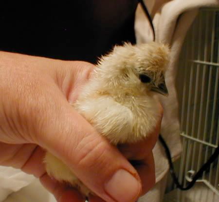 chickpic2.jpg