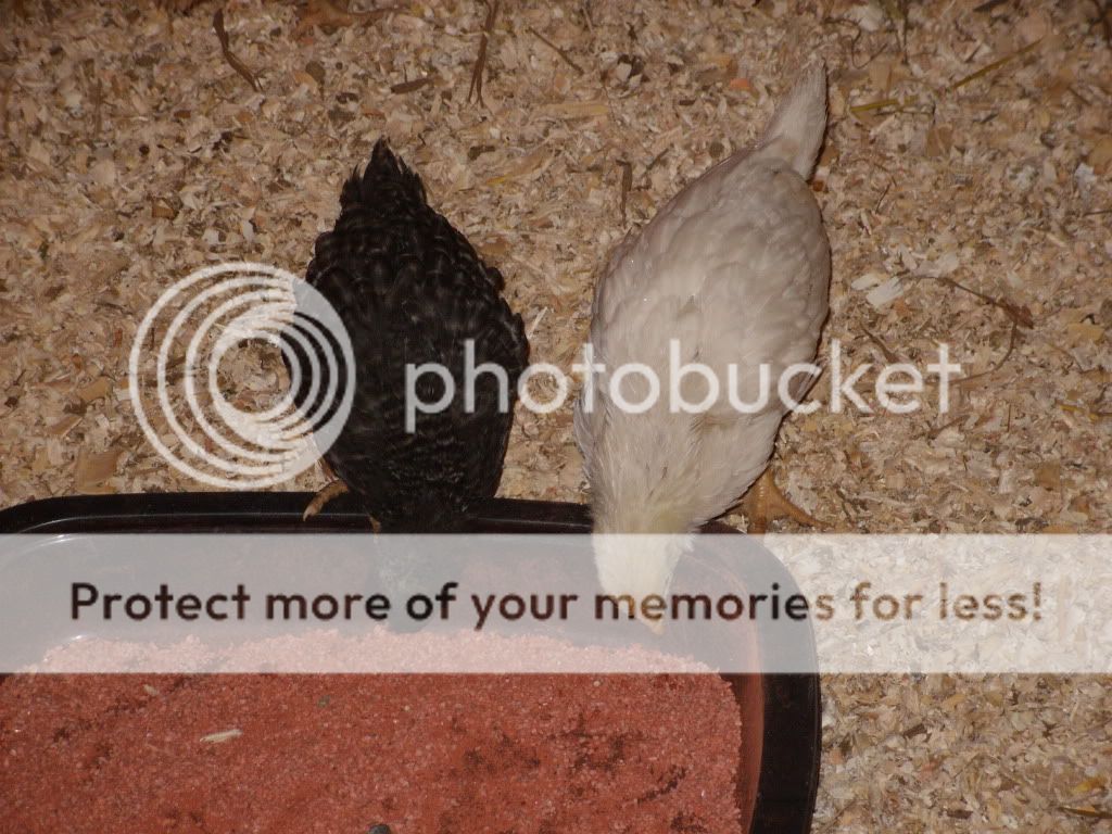 chickens118.jpg