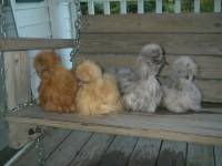 4babies3.jpg