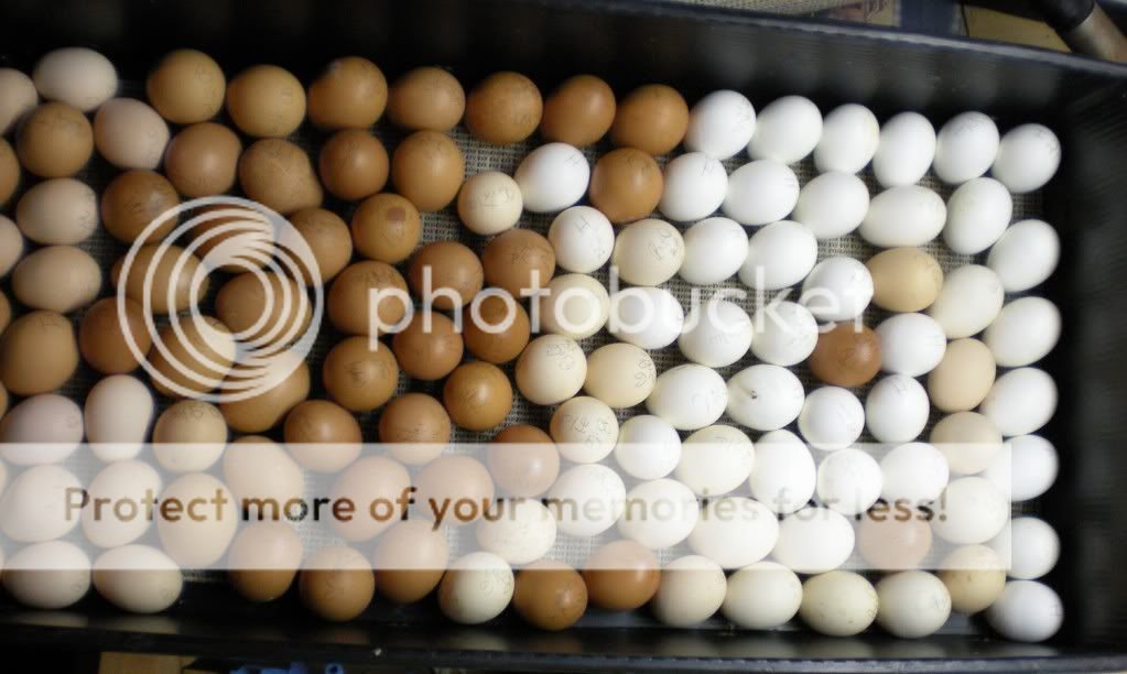 eggs001.jpg