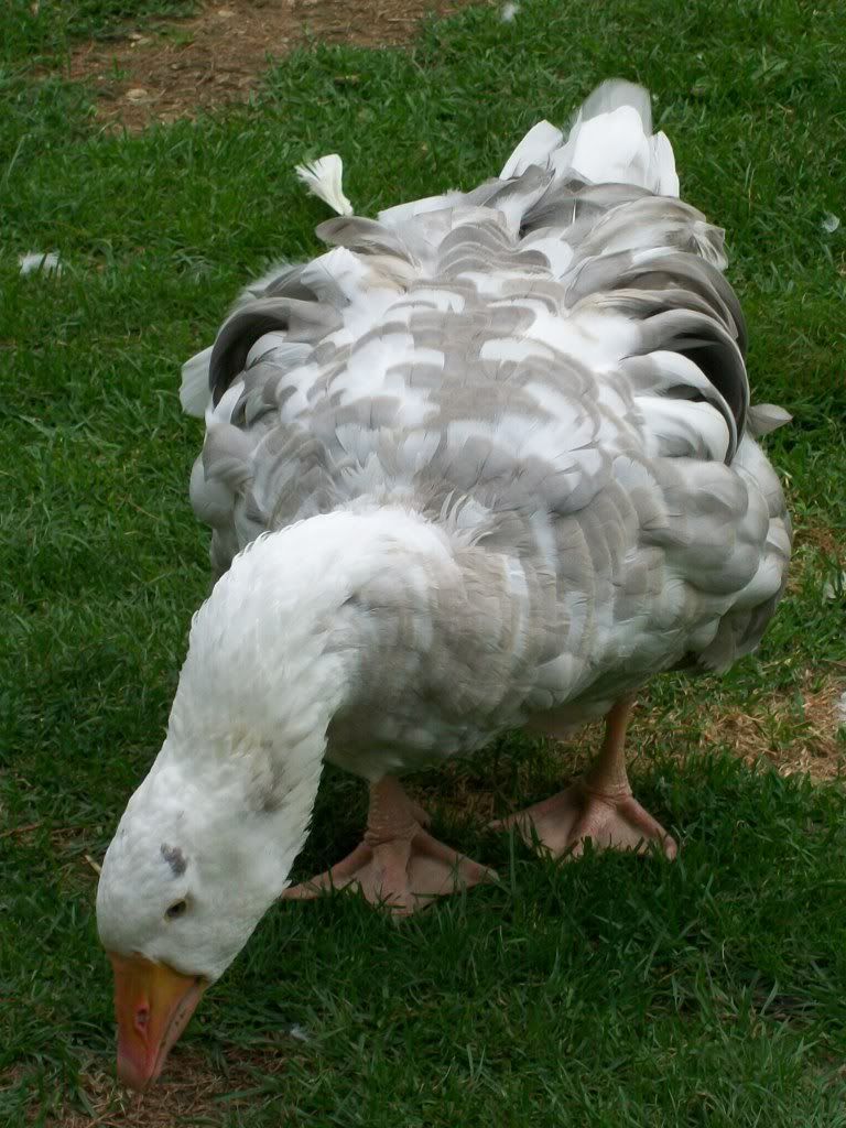 goslings1304.jpg