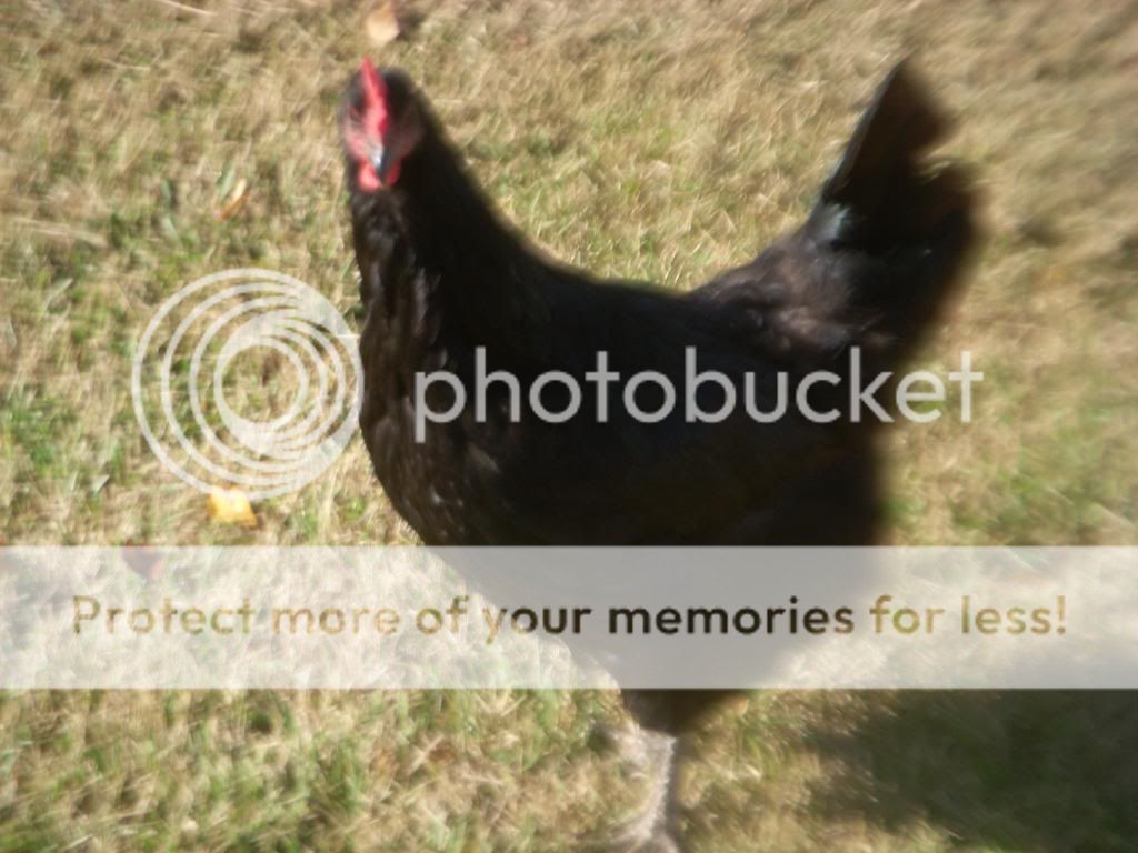 chickens366.jpg
