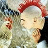 Chicken.gif