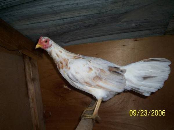 CaliforniaDompullet.jpg