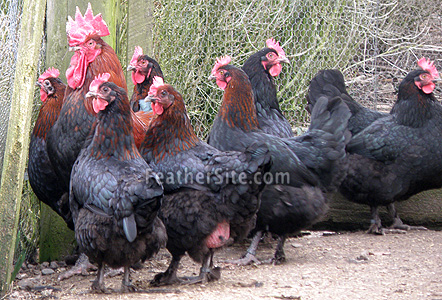 BkCopperMoronFlock.JPEG