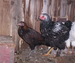 dontknowandSLcochinbuckbeak5mths.jpg