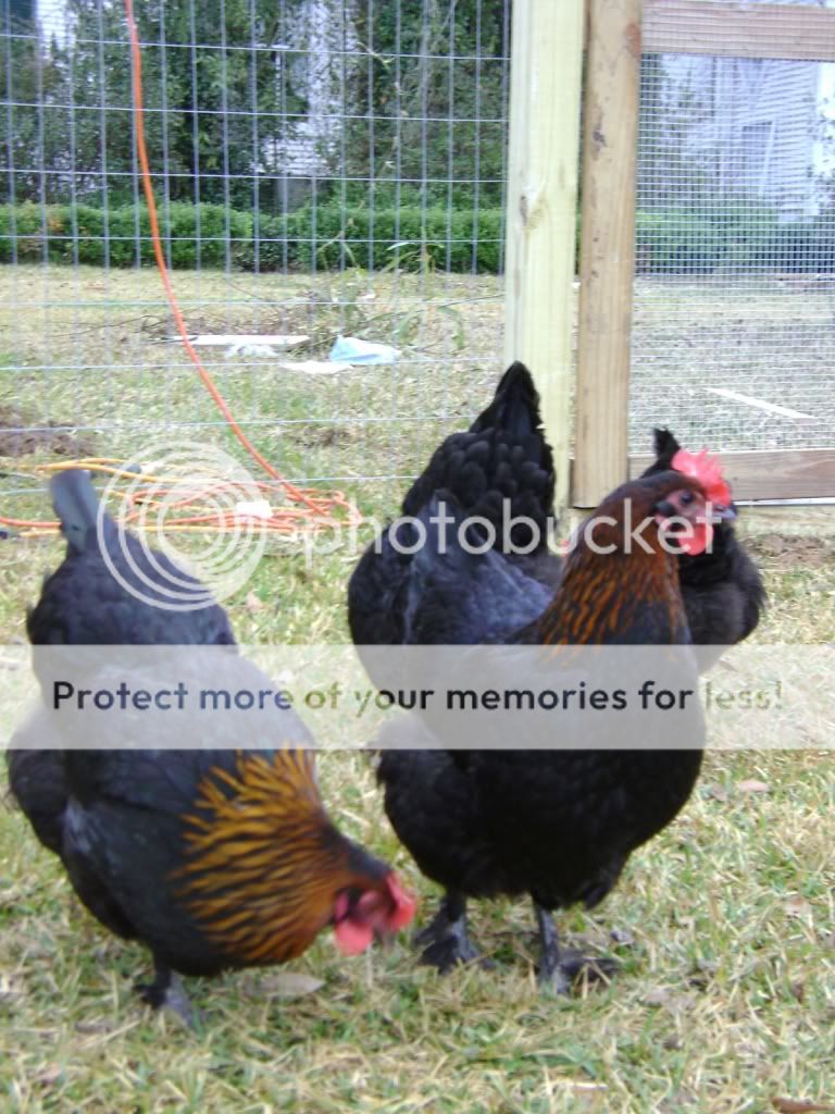 myflock2.jpg