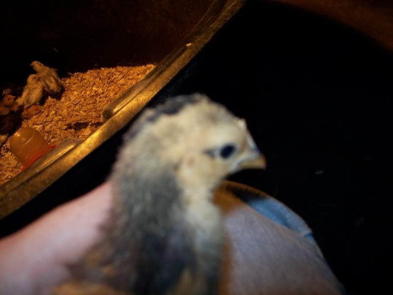 chicks003.jpg