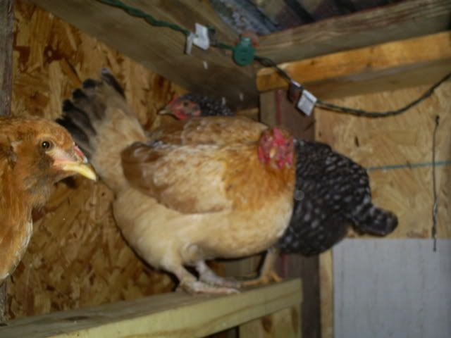 camera011.jpg