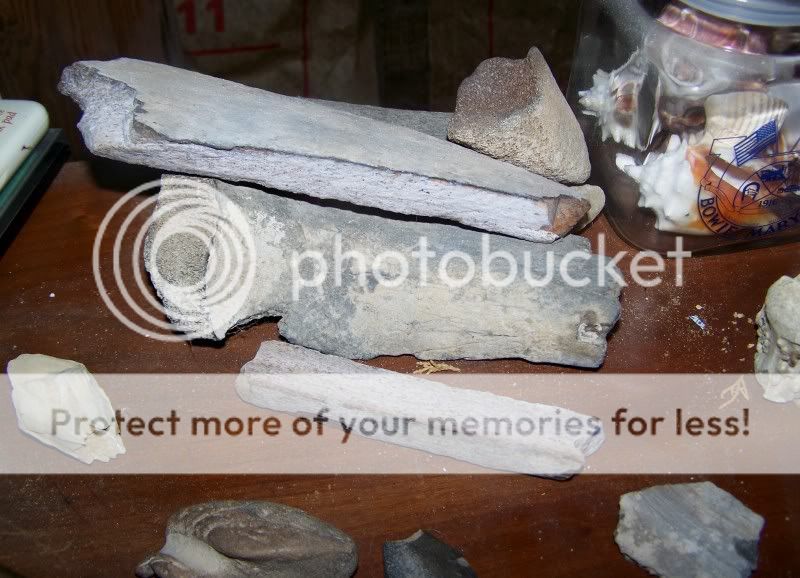 fossils14.jpg