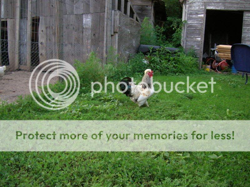 DSCN2289.jpg