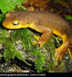 newt.jpg