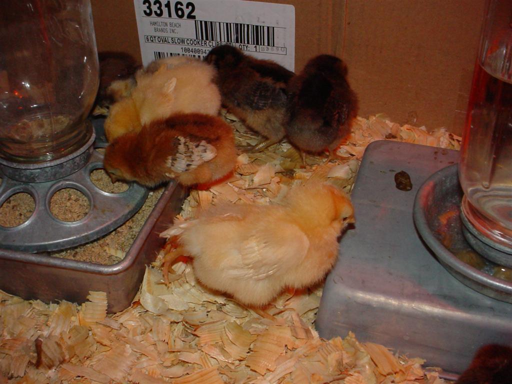 peeps%20026%20%28Large%29.jpg