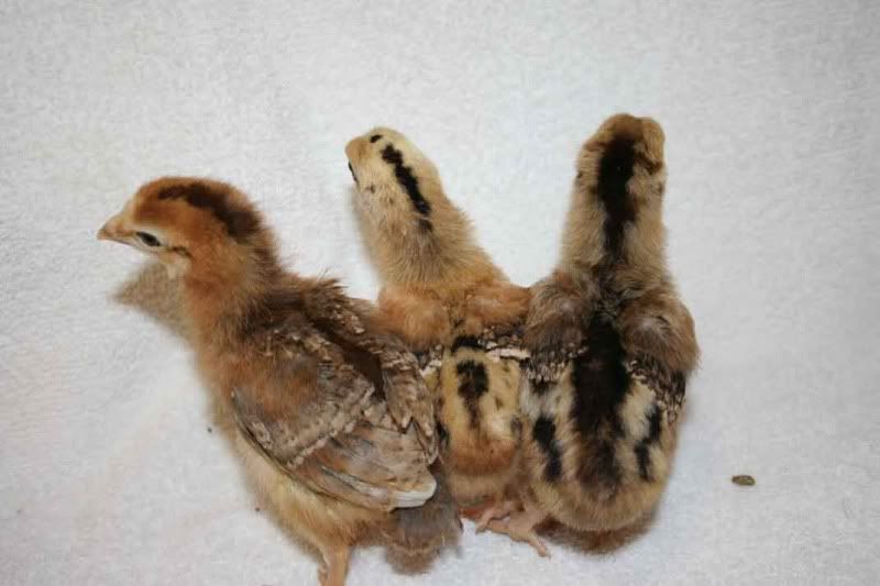 Chicks3.jpg