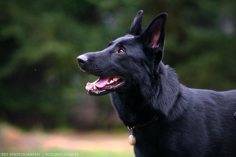 black_german_shepherd_by_ankaszklanka-d5413fy.jpg