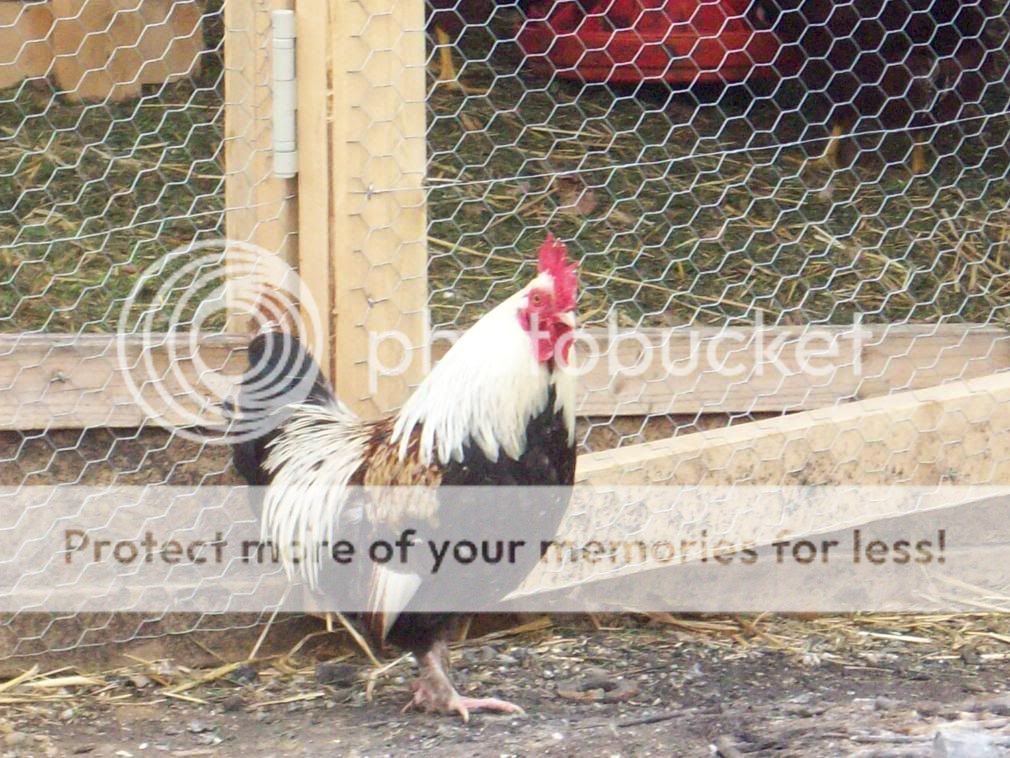 Chickens037.jpg