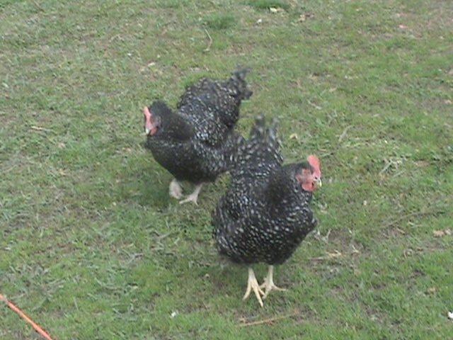 200x200px-ZC-66680411_84553_dsc00742.jpeg