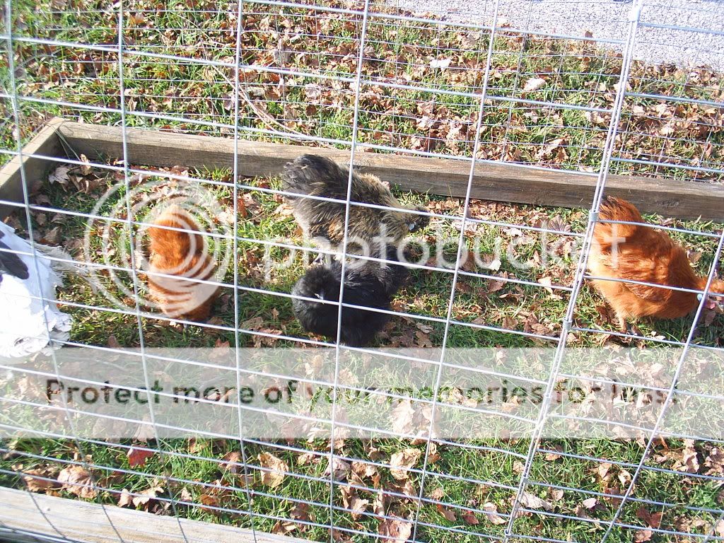 silkies.jpg