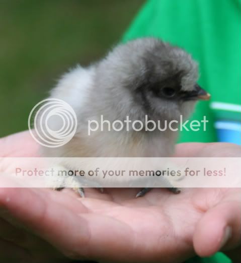 chick.jpg