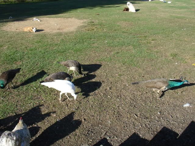 053.jpg