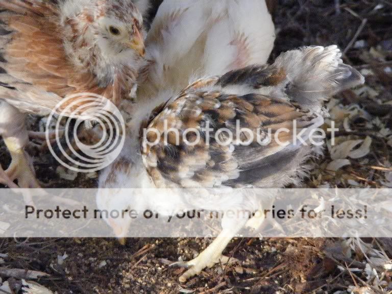 chicks102109017.jpg