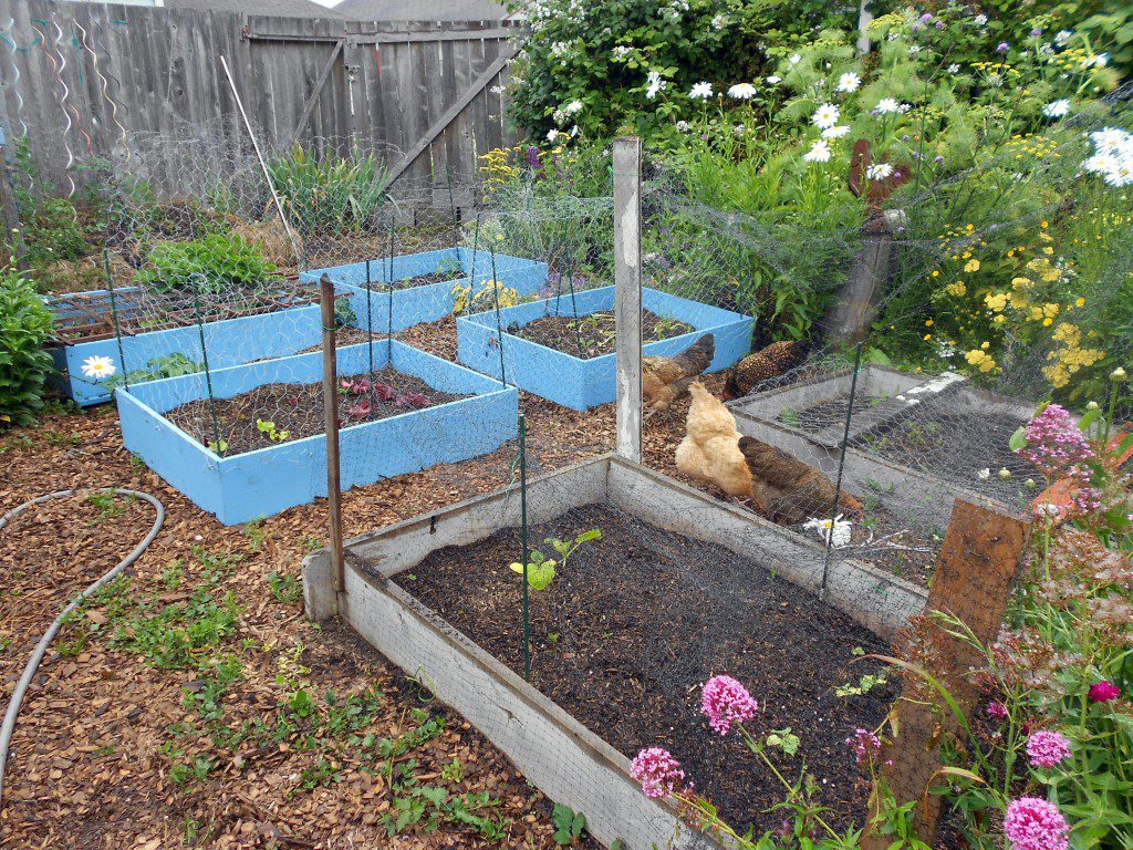 chickens-raised-beds-1024x768.jpg