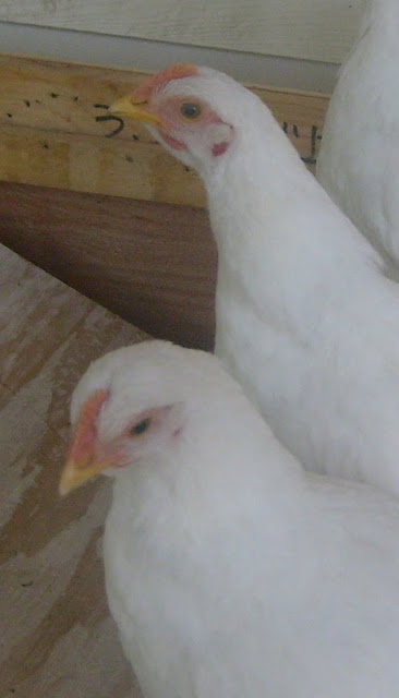 S6306829.JPG