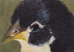 chhickaceo.jpg