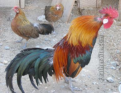 RedPhoenixCrow.JPEG