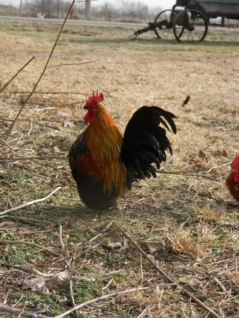 ChickPicks3202.jpg